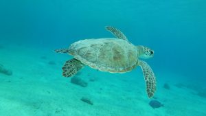 Bonaire