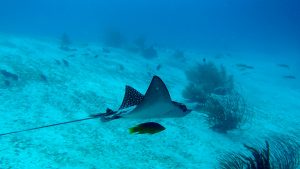 Bonaire